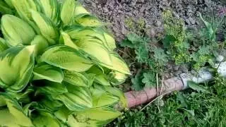 Мой сад в начале мая.