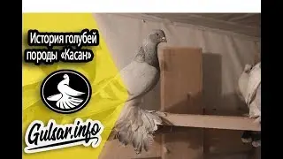 ГОЛУБИ / ФИЛЬМ О ПРОДЕ ГОЛУБЕИ  КОСАН  / PIGEONS / TAUBE