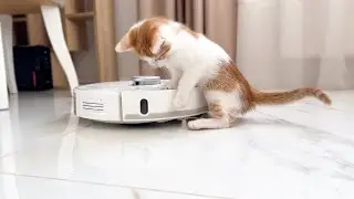 Kitten vs Robot Vacuum