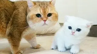 Kitty Coco met  her dad William | So Cute | British Shorthair