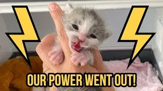 POWER OUTAGE! Troubleshooting Kitten Care Without Electricity