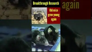 Scientists reverse Aging in Mice