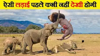 जानवरों की खतरनाक लड़ाइयां जिन्हे देख आपका होश उड़ जायेगा | 15 Extreme Wild Animal Fights