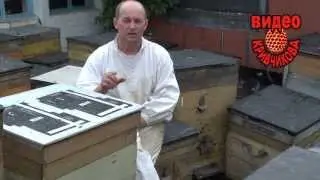 Условия быстрого развития пчелосемьи