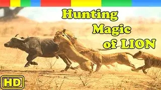 [Lion Story] Hunting Magic of Lion Pride - Nat Geo Wild Documentary HD