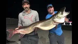 ONTARIO RECORD MUSKY! 😱 **MUST WATCH** #shorts #musky #fishing