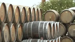 Higher yields, less demand for wine in 2023 across California, report says