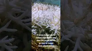 Using satellites to map coral bleaching events