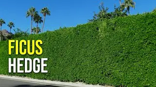 Ficus Hedge