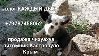 #влог каждый день жизнь маленьких собак питомник чихуахуа Кастропуло Крым продажа+79787458062 достав