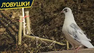 Простая ловушка для птиц из ложек или палок