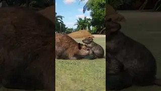 Cute Baby Quokka Playing with its Mom in the Planet Zoo Oceania Pack