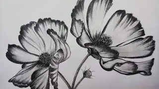 Cosmos flower drawing in graphite pencils | How to draw cosmos flowers