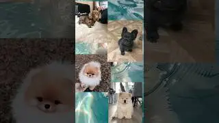 Создай свою собачку мечты 🌺#tiktok #shorts #выбирашки #выберашки