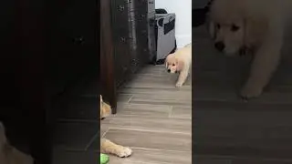 Cute Puppy Tries to Sneak Attack Older Brother!