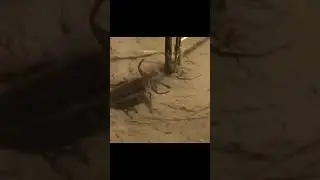 Giant water bug vs snake!