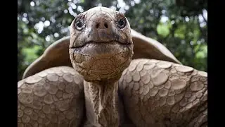 NEVER SEEN TORTOISE THIS BIG #trendingshorts #viral #animals #vlog #satisfying #funnyshorts