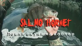 Ловля большого окуня на воблер Salmo Hornet