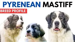 Pyrenean Mastiff Breed Profile History - Price - Traits - Pyrenean Mastiff Grooming Needs - Lifespan