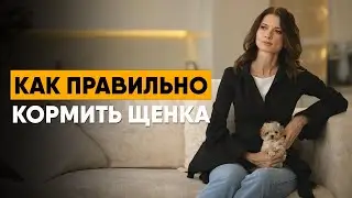 Как правильно кормить щенка. Важные рекомендации по питанию и выбору корма.