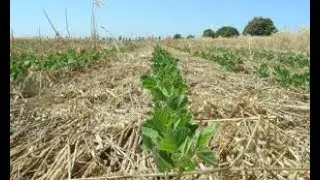 Смесь покровных культур , как предщестсвеник перед соей