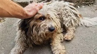 He Was AGGRESSIVE, But I Had To Shave All That Matted Fur!