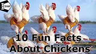 10 Fun Facts About Chickens