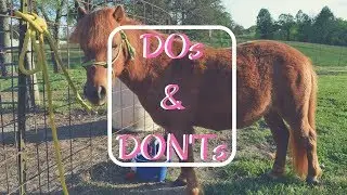 Miniature Horse DO's and DON'Ts