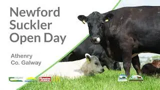 Newford Suckler Open Day - Grassland Management & Finishing Performance