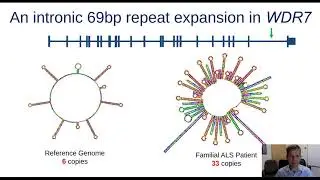 Mechanistic Insight into Tandem Repeat Expansions in Amyotrophic Lateral Sclerosis