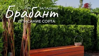 Туя западная Брабант: описание самого популярного сорта