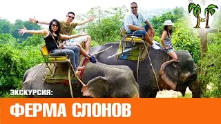 Экскурсия на ферму слонов | Elephant Camp