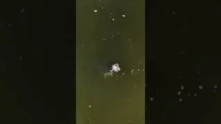 🔸️СОМ ОХОТИТЬСЯ НА УТКУ.  ПТИЧКУ ЖАЛКО.😪  