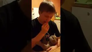 British cat Cupcake takes food from the owner. Cat chewing on sunflower seeds