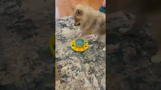 Sassy The Pomsky Puppy Thinks There Is Still Food In There!