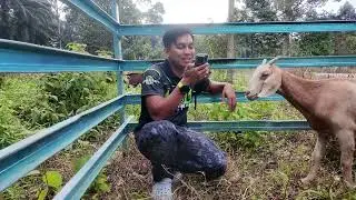 Rakaman terakhir bersama DJi Neo - kambing nakal