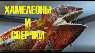 Сверчковая ферма! Кто кормит террариумистов и их питомцев?