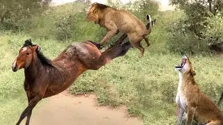 Scary Moment! Wild Horse Unleashes Fatal Kicks Easily Knocking Down Lion And Escaping.