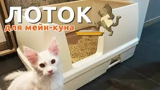 Лучший лоток для мейн-кунов! Практика профессионального питомника.