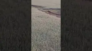 Охота на кабана