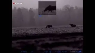 опять лоси, опять самки. pulsar digex c50. ночь