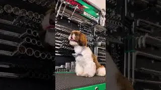 🐶 Наш pet-friendly магазин 