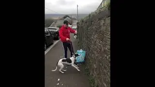 Whippet jumping a wall in slow motion