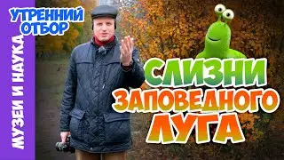 Зачем мне сетчатый слизень? Тимофей Левченко.