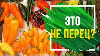 Виды перцев 🌶️  Почему болгарский перец не перец?