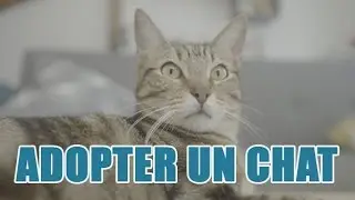 Quelles sont les procédures pour adopter un chat ?