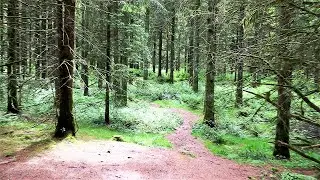 Stockhill Wood In 4K.  Mendip Hills  Somerset.