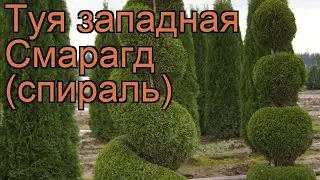 Туя западная Смарагд (спираль) 🌿 обзор: как сажать, саженцы туи Смарагд (спираль)