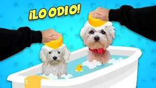 MIS PERROS SE BAÑAN PERO LO ODIAN MUCHO !!