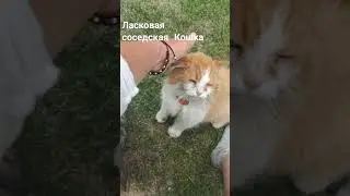 Ласковая соседская Кошка #кошка #кошки #cat